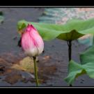 LOTUS: Lend Out To Uplift Self-sufficiency LOTUS: Lend Out To Uplift Self-sufficiency