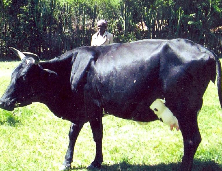 Borrower image