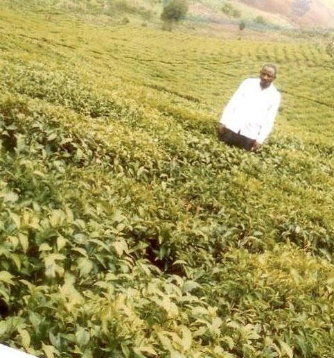 Borrower image